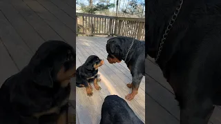 PUPPY 1st TIME MEETING DAD