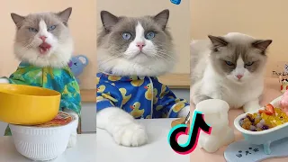 That Little Puff | Cats Make Food 😻 | Kitty God & Others | TikTok 2024 #4