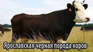 Ярославская черная порода коров