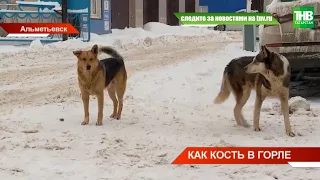 Страшные кадры убийства собаки в Альметьевске: фейк или правда? ТНВ