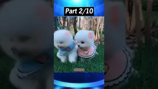 Funny and Cute Dog Pomeranian 😍🐶| Funny Puppy Videos #71 Part 2 #shorts