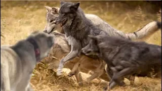 Single Kangal fights off a pack of hungry wolves!!!