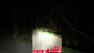 drive through dark forest at night