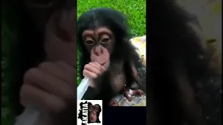 Orphaned chimp starts eating again