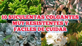 Las 10 SUCULENTAS COLGANTES más HERMOSAS  que debes TENER en tu JARDÍN