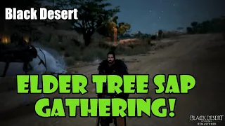 [Black Desert] Elder Tree Sap Farming / Rotation | 40+ Million Silver / Hour!