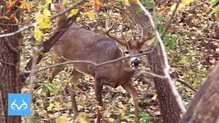 Giant Buck Chases Doe | Nate Hoise Hunts Kansas | Monster Bucks Monday