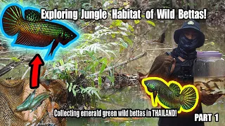 Catching WILD BETTAS in their natural habitat in eastern Thailand on the hunt for the Emerald betta!