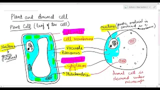 Structural difference between plant and animal cell Part 1