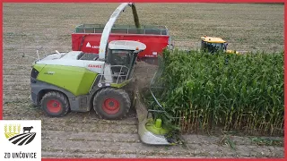 🌽Siláže Kukuřice 2022🌽 Claas Jaguar 960 + 11 Traktorů 🚜 ZD Unčovice 🐄