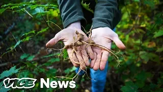 The Hunt For Wild Ginseng In Appalachia's Semilegal And Highly Lucrative Market