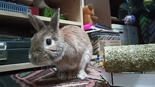 Кролик Ирискин зевает