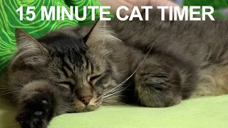 15 Minute Timer - Fifteen Minute Cat Timer