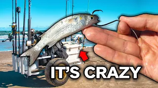 how good is LIVE BAIT beach fishing? something special happening...