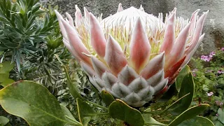 Most endangered plants the Fynbos biome