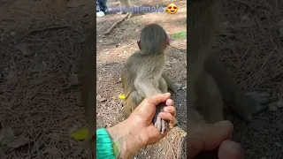 monkey 🐒 🐵 video watch till end #shorts