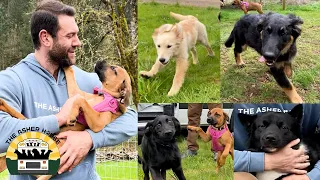 Fostering 9 dogs from a bad situation in Texas! | The Asher House