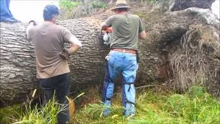 Stihl 090av vs  BIG OAK - Removing Rootball