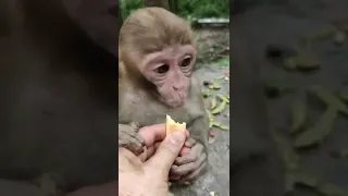 #feedingmonkey #babymonkey#MonkeyFight #FunnyMonkey #Feedingmonkey,#MonkeyZone #Monkeyvideo #shorts