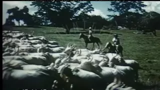 Jamaican Cowboys Herding Cattle, 1950s - Film 96890