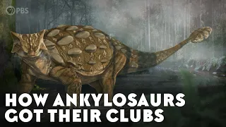 How Ankylosaurs Got Their Clubs