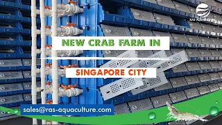 New Crab Farm in Singapore City | Pacific Aquaculture