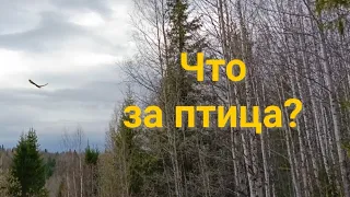 Сердце ушло в пятки. Что это за гигантская птица?