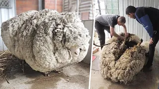 Schaf stellt 5 Jahre nach seinem Verschwinden einen aufsehenerregenden, neuen Rekord auf!