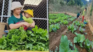 Harvesting upland vegetables to sell - buying vegetable seeds to plant - cooking with my son