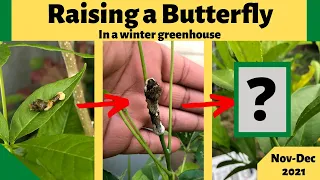 Raising a Butterfly| Eastern Giant Swallowtail Butterfly