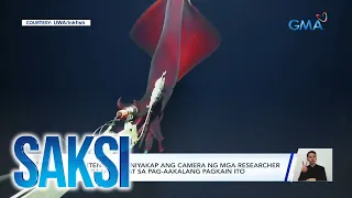 Higanteng pusit, niyakap ang camera ng mga researcher sa ilalim ng dagat sa pag-aakalang... | Saksi