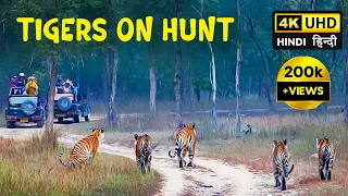 Tigers of Panna (P151) - Panna Tiger Reserve - 4K Video