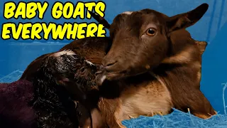 Scary Birth for Baby Goat