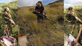 12 point Wild NZ Red stag taken perfectly at 650! Pre Roar hunting NZ. 7mm Rem Mag vs Red Stag.