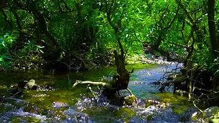 The sound of birds singing in the mountains.The peaceful sound of a relaxing stream