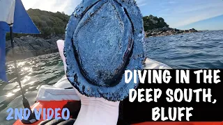 FREE DIVING FOR PAUA (ABALONE) / BLUFF, SOUTHLAND / NEW ZEALAND