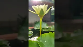 Водяная лилия. Water lilly.b