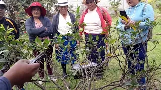 como podar un limon y una guayaba...