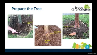 2022 Tree Planting and Care Webinar with Trees for Seattle