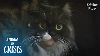 Cat Who Got Sick Of Humans Chose To Live A Lonely Life Inside Dark Ceiling | Animal in Crisis EP163