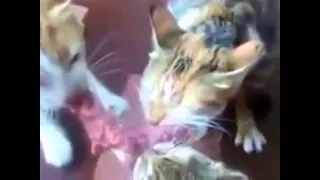 Three cats can not share a piece of meat