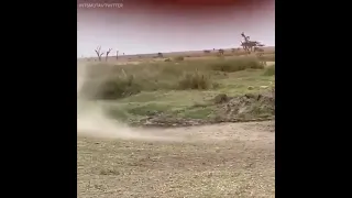 gazelle takes on lion and wins