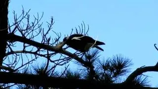 Australian Magpie, New Zealand. Ворона-свистун (312sp)