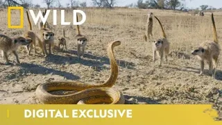 Cobra vs. Meerkat  - Mongoose Attacks Snake - Cobra Fights With Mongoose