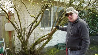 Properly Pruning Lilac Trees w/ Seattle Arborist Chip Kennaugh