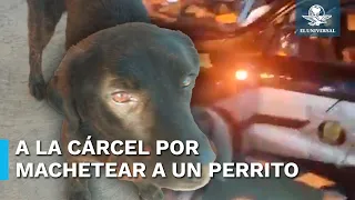 Dictan prisión preventiva al sujeto que mutiló a perrito “Negrito” en Yucatán