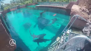 Bahamas shark experience temporarily closes after boy bitten