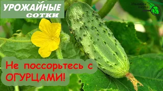 8 НЕПРОСТИТЕЛЬНЫХ ошибок при выращивании ОГУРЦОВ, которых легко ИЗБЕЖАТЬ!