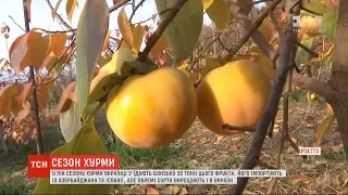Скільки коштує українська хурма і наскільки цей фрукт корисний – з'ясовувала ТСН