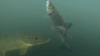 River Pike attacks! Bigger Bait Bigger fish?